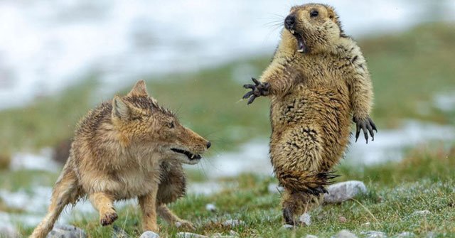 Squirrel 'Heart Pounding' Upon Seeing Wolves, Received the First