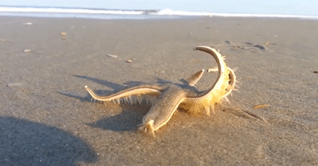 Starfish Can Walk at a Speed of 1 M / Min, and This Is How They Move