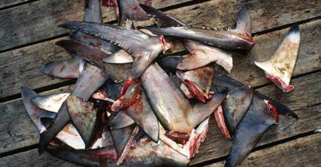 Stop Eating Food from Sharks if You Don't Want to Lose Your Mind