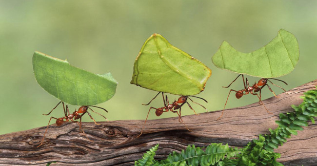 Stop Illusion as a Dragon, Be a Tiger. Work Hard Like Ants and Live