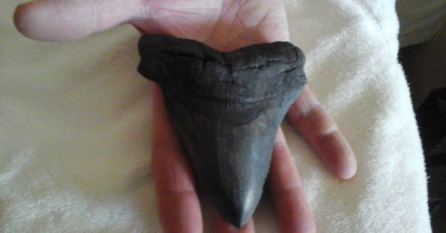 Storm Matthew Unearthed Giant Prehistoric Shark Teeth