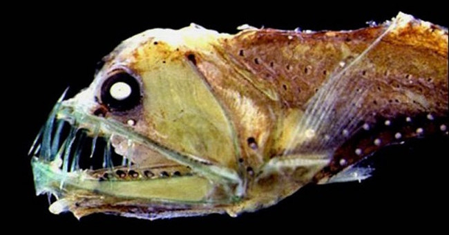 Strange Creatures Hide Deep in the Ocean Floor
