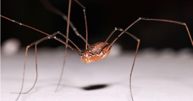 Strange Spider Species Called 'daddy Loves Long Legs'