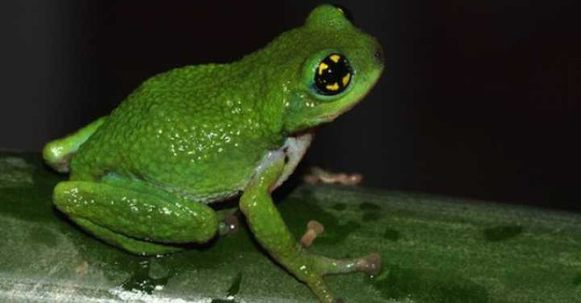Strange Story About Frogs Laying Eggs and Taking Eggs in Bamboo Trees