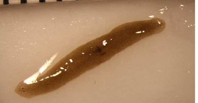 Strange Worms Grow 2 Heads When Living for 5 Weeks in the Universe
