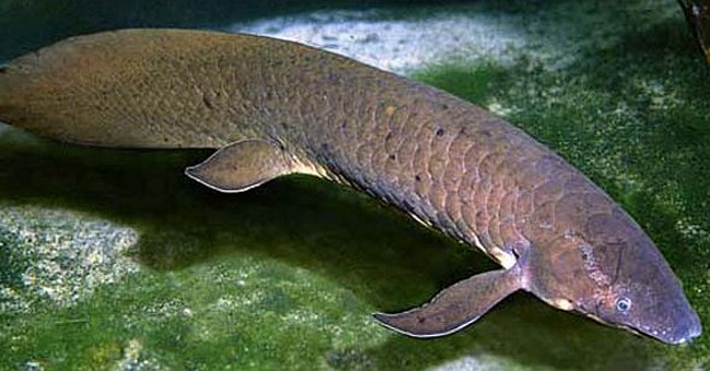 Strangely, Fish Can Live on Land for Five Years Without Dying
