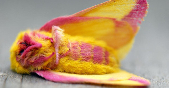 Strangely, Moths of Brilliant Colors Are Extremely Similar to Stuffed Animals