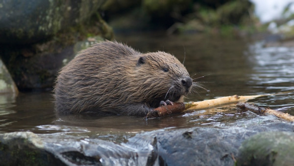 Strangely: the Beaver Becomes the 'Leader', Leading 150 Cows