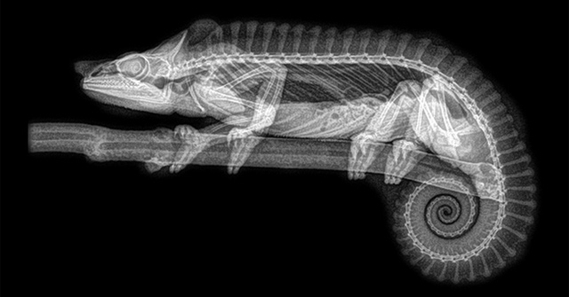Stun with X-ray Images of Zoo Animals: Chameleon Species