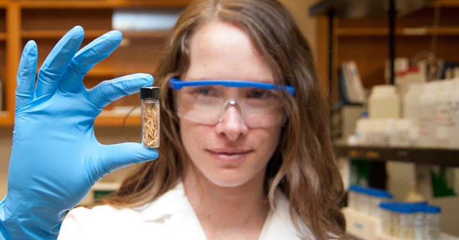 Successful Production of Eco-eco Rice Reduces Climate Change