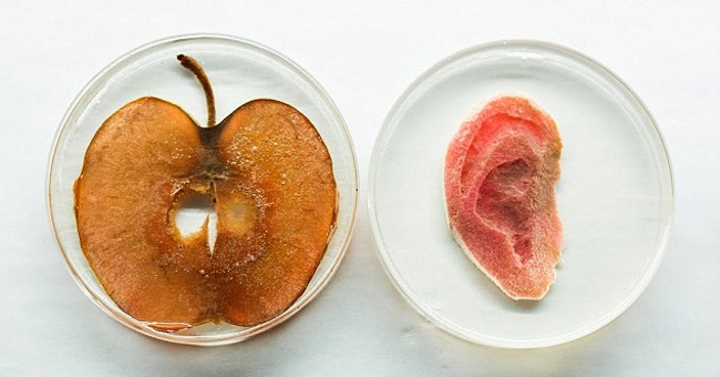 Successfully Manufactured Human Ear from Apples