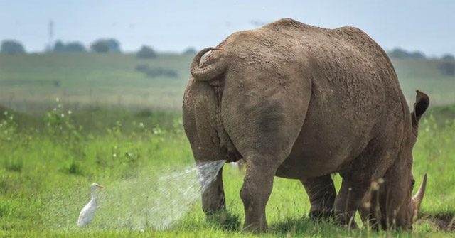 Super Funny Photos of Wildlife in the Final of the Comedy