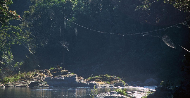 Super Silk Spider Spider 1 Time to 25m Long as the Bridge Across