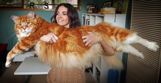 Surprise with Guinness Records in the Cat and Dog World