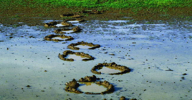 Swamp with a Miraculous Story from Elephant Footprints