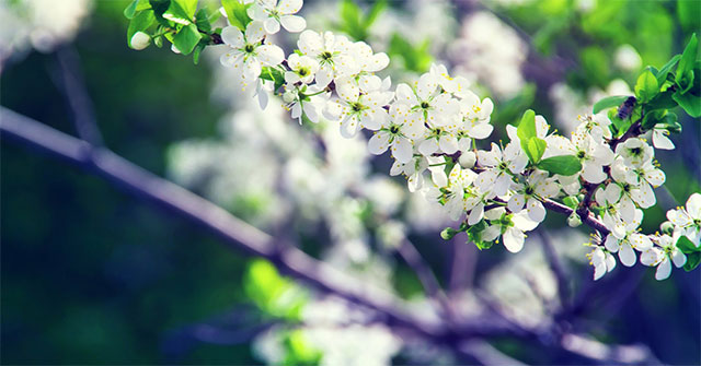 Synthesis of the Most Beautiful Flower Images