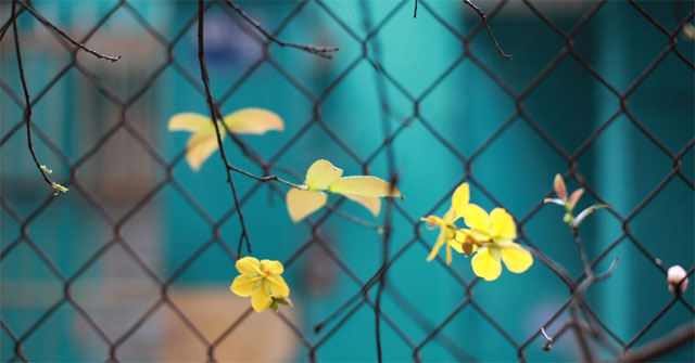 Synthesis of the Most Beautiful Flower Wallpaper for Tet