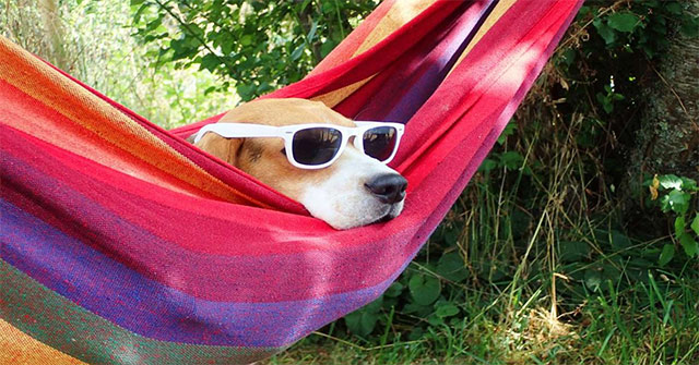 Summer Theme Windows 10: Synthetic Summer Theme for Windows 10