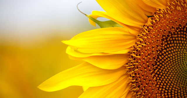 Synthetic Wallpaper, Beautiful Sunflowers Pictures