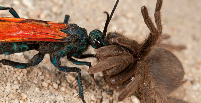 Tarantulas Poison Spider Collapses' Before the Poisoning Shots