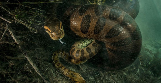 Terrifying spectacle: Anaconda's male python to death after the 'rain ...