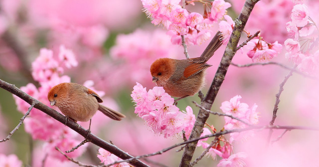 Tet Wishes, Good Poems on Spring to Celebrate the New Year 2018
