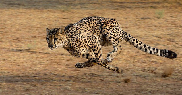 The 10 Fastest Animals on Earth