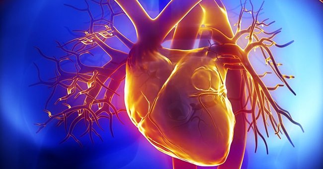 The 25 Interesting Facts About HEART May Not Be Known to You