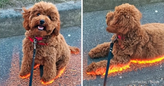 The 29 Impromptu Shooting Moments Are Even More 'Quality' Than Photoshop Images