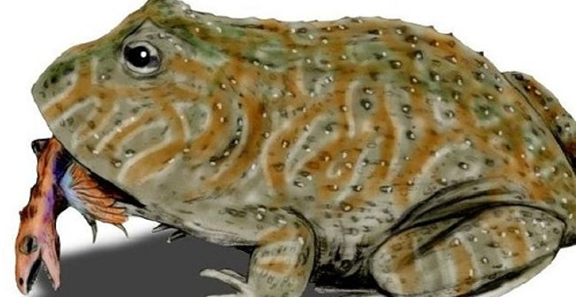 The Ancient Demon Toad with 2,200 Newton Biting Force, Kills