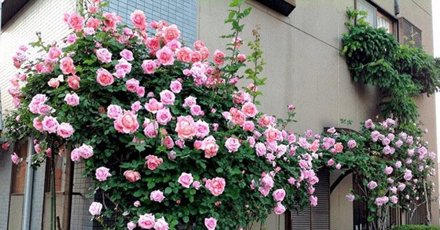 The Beautiful Balcony Flowers, Easy to Live