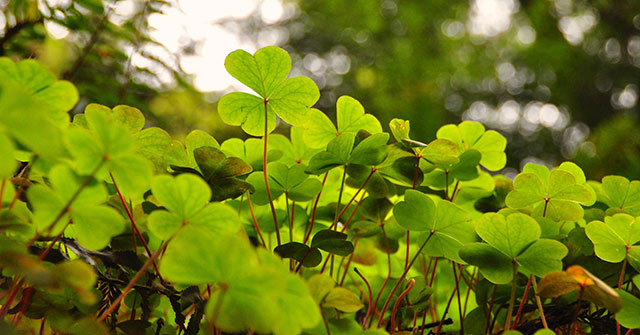 The Best Clover Wallpaper for Laptops