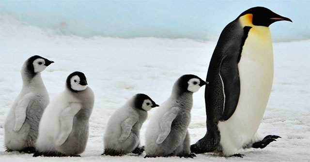 The Best Fathers in the Natural World That You May Not Know