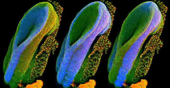 The Best Science Pictures of the Past Year