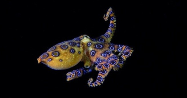 The Blue-spotted Octopus Has 50 Times More Venom Than a Cobra That Kills People in an Instant