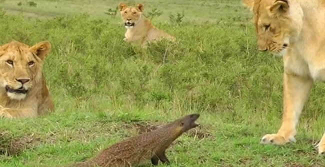 The Brave Mongoose Drove the Three Lions Alone