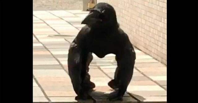 The Crow Squats Like a Gorilla That Confuses the Internet and the