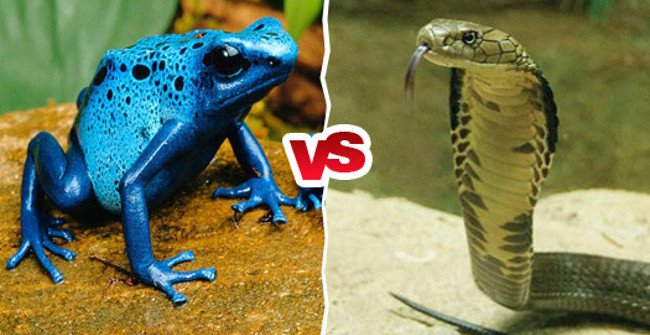 The Difference Between Snake Venom and Toad Toxin