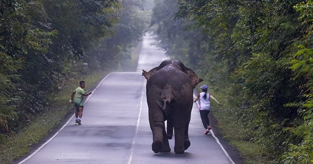 The Elephant Was Hostile, Three Times Chasing the Walking Couple
