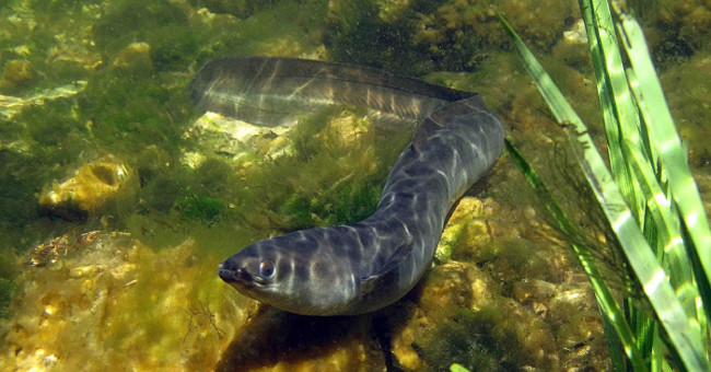 The European Eel Species 'Digests' the Bones in the Body to Sustain Life