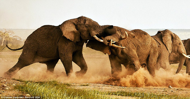 The Extremely Intense Battle of Two 5-ton Male Elephants
