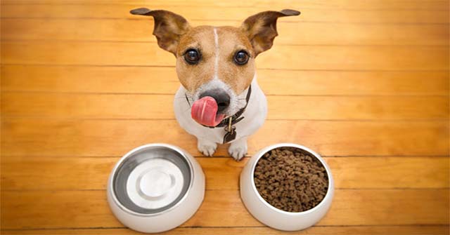 The Familiar Human Foods That Dogs Eat and Cannot Eat