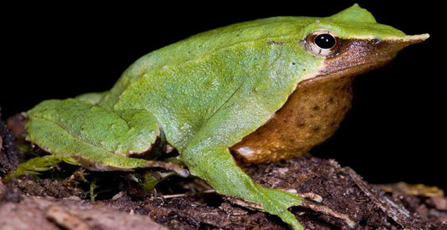 The Greatest Frog Father on the Planet, Swallowing Tadpoles