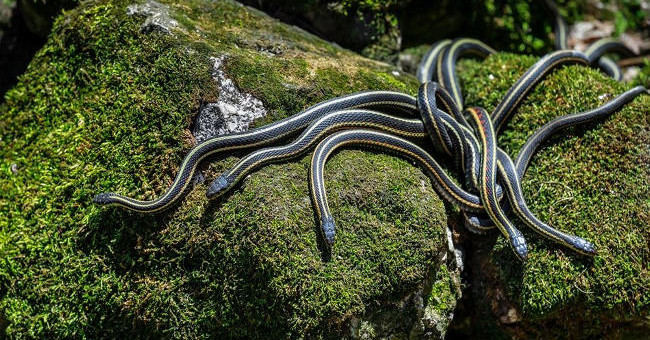 The Horrifying Secret About the Scary 'Cold Blood Assassin' in Nature Is Revealed