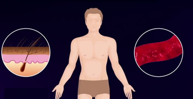 The Human Body Changes Throughout Life but Only One Part Does Not