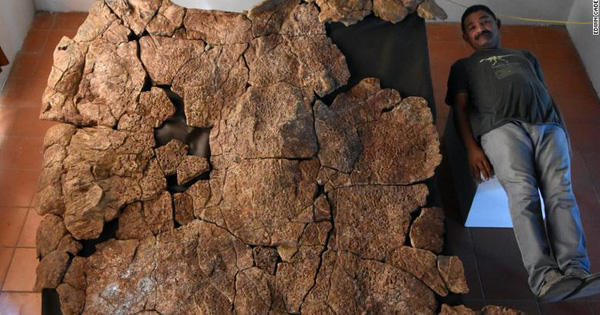 The Largest Freshwater Turtle Ever Existed with a Length of up to