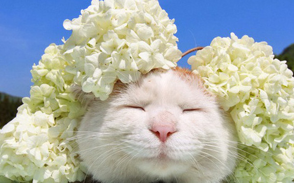 The Legendary Shironeko Has Passed Away, and the Family Chose the