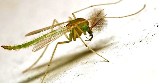 The List of 'Horror' Mosquitoes Does Not Bother to Suck Human Blood
