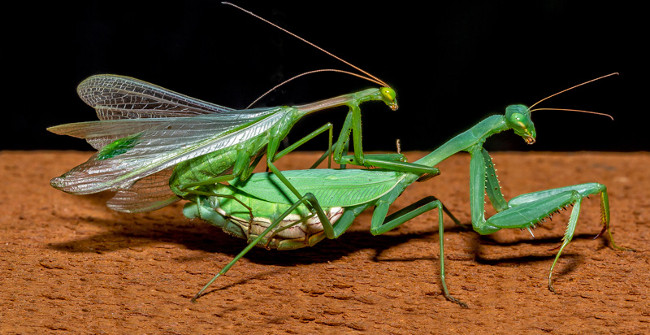 The Male Mantis Continues To Mate After Being Bitten Off By The Mantis