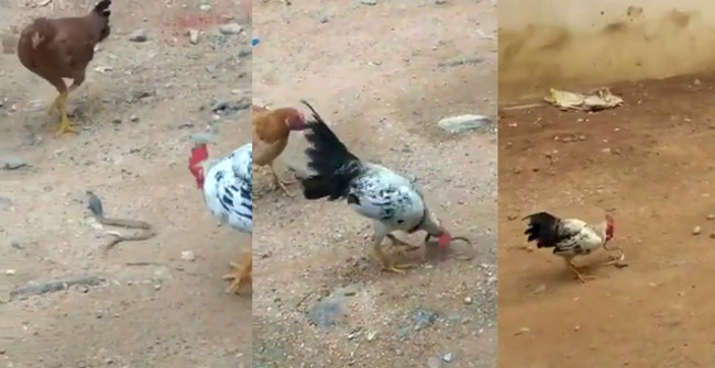 The Mighty Rooster Swallowed the Dramatic King Cobra to Protect